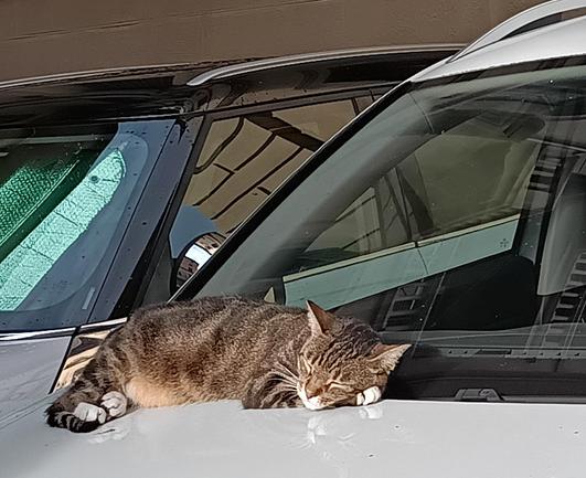 Ein ruhiger, schlafender Kater mit einem Mischfarnmuster aus Braun- und Grautönen liegt auf dem Dach eines weißen Autos. Seine Pfoten sind weiß, und er hat die Augen geschlossen, was darauf hindeutet, dass er tief schläft. Der Kater ist auf der Windschutzscheibe des Autos platziert, die einen Teil des Fahrzeugs und die Umgebung im Hintergrund zeigt. Neben dem schlafenden Kater ist ein Teil eines anderen Fahrzeugs mit einem grünen Sonnenschutzscheibendämmung zu sehen. Die Umgebung scheint ein Parkplatz zu sein, mit einem Gebäude im Hintergrund.