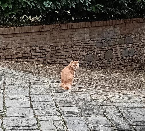 Das Bild zeigt eine orangefarbene Katze, die auf einem gepflasterten Weg sitzt. Die Katze hat eine glatte, wellige Fellstruktur und blickt nach rechts. Sie ist in der Mitte des Bildes positioniert, wobei ihre Schwanzspitze nach unten zeigt. Der Weg besteht aus großen, unregelmäßig geformten Steinen, die in verschiedenen Grautönen gehalten sind. Im Hintergrund ist eine alte, steinige Mauer zu sehen, die aus unterschiedlich großen und formlosen Steinen besteht. Die Mauer ist teilweise von einer grünen Pflanze bedeckt, die über die Mauerwipfel hinausragt. Der Hintergrund ist von einem dichten Blätterdach eines Baumes geprägt, das Schatten auf die Szene wirft. Die gesamte Szene wirkt ruhig und friedlich, mit der Katze als zentrales Element.