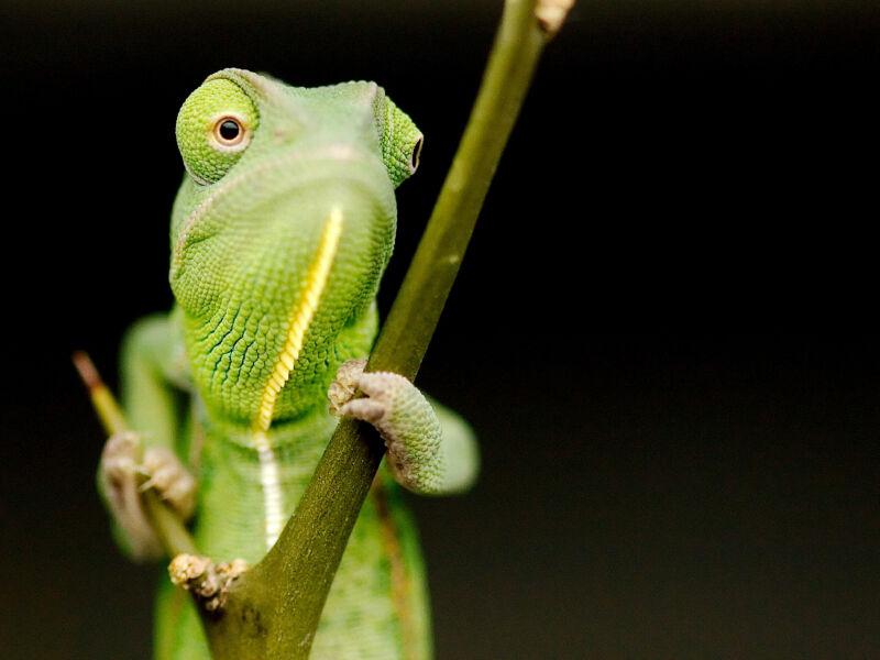 Ein junges grünes Jemenchamäleon, von dem der Oberkörper zu sehen ist, hält sich mit seinen Vorderbeinen an einem Ast fest und schaut an der Kamera vorbei.